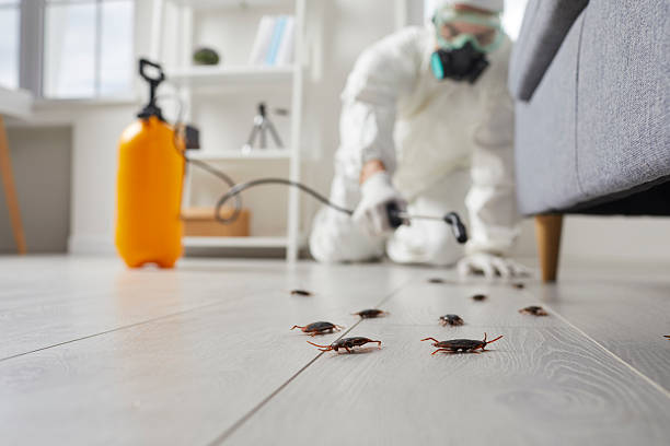 Post-Treatment Bed Bug Interceptor Monitoring in Amite City